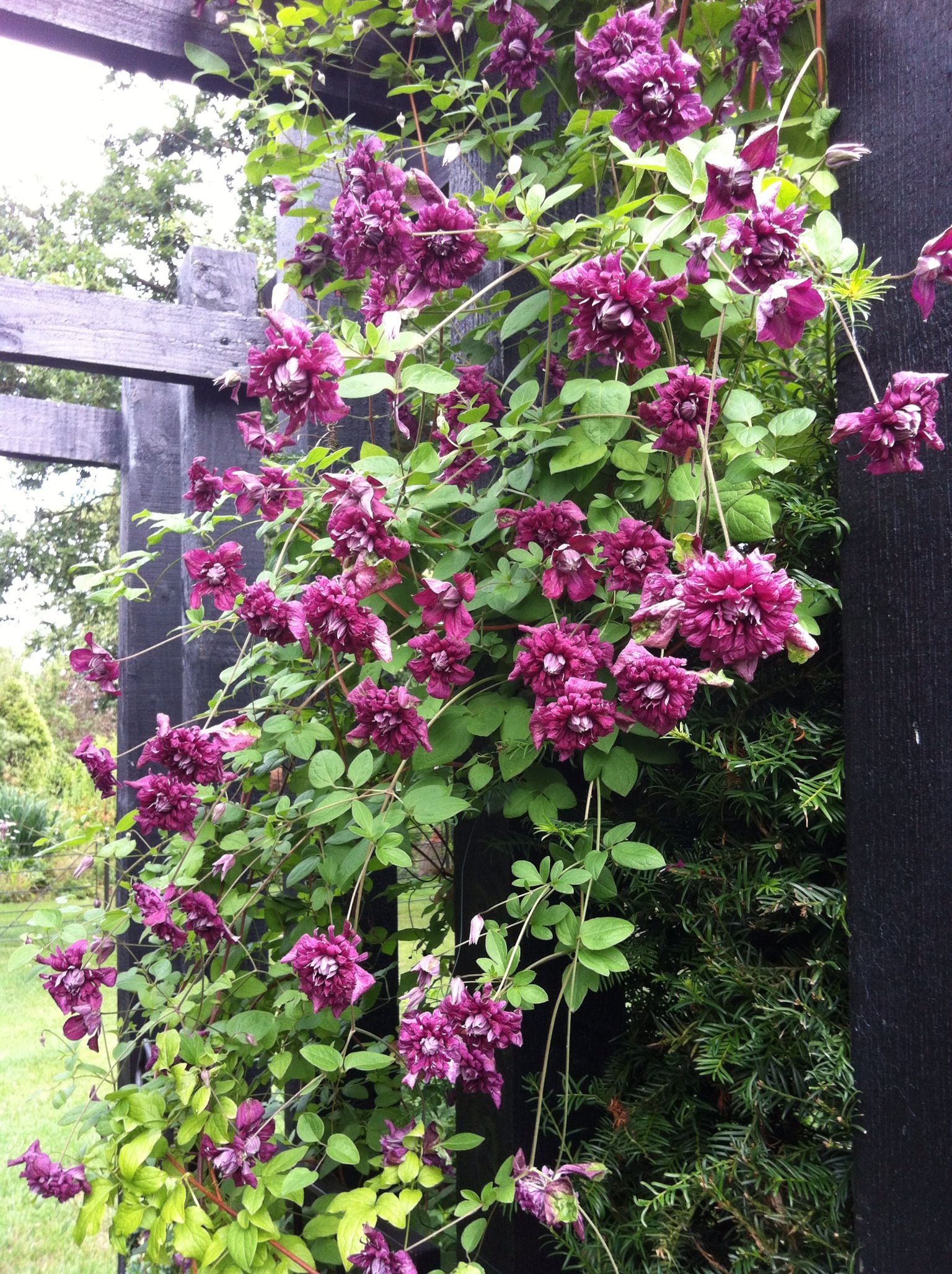 Clematis viticella 'Purpurea Plena Elegans'